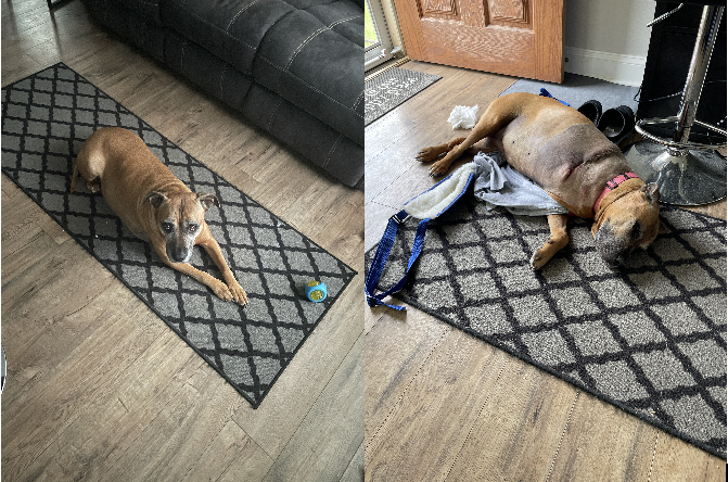 Harper Before Surgery and when we got her home