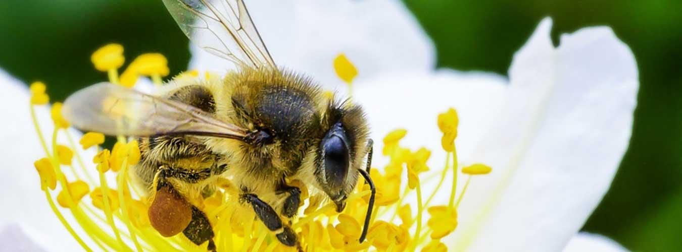 Photo courtesy of un.org/en/observances/bee-day