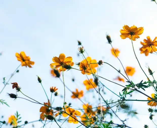 12 expressions about spring from around the world