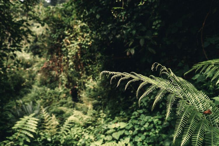 In the 1990s Ferncliffe had almost 70 species of fern. Picture: MELANIE VAN ZYL / SUPPLIED