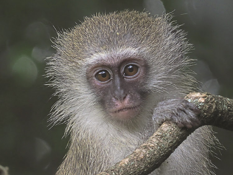 Vervet monkey. Picture: Connor Cullinan