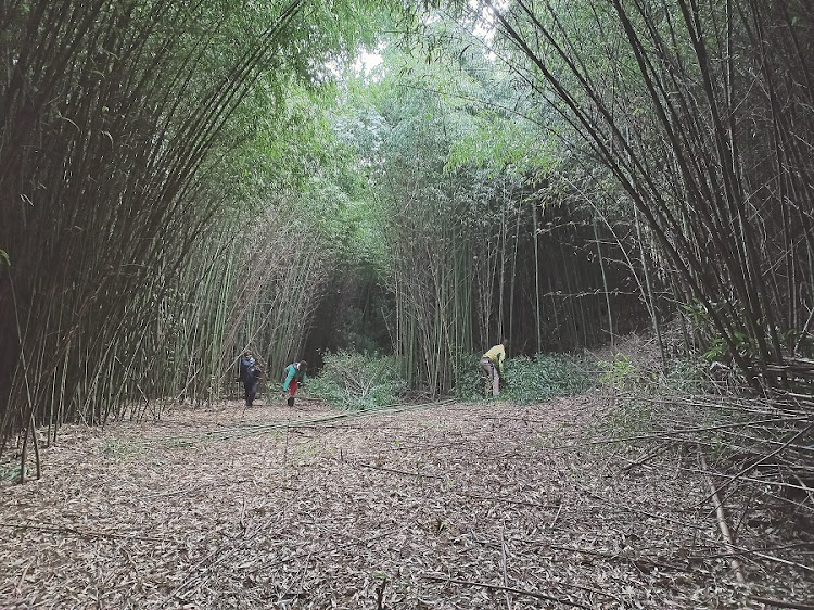 Making space: Harvesters in the bamboo grove. Picture: Connor Cullinan