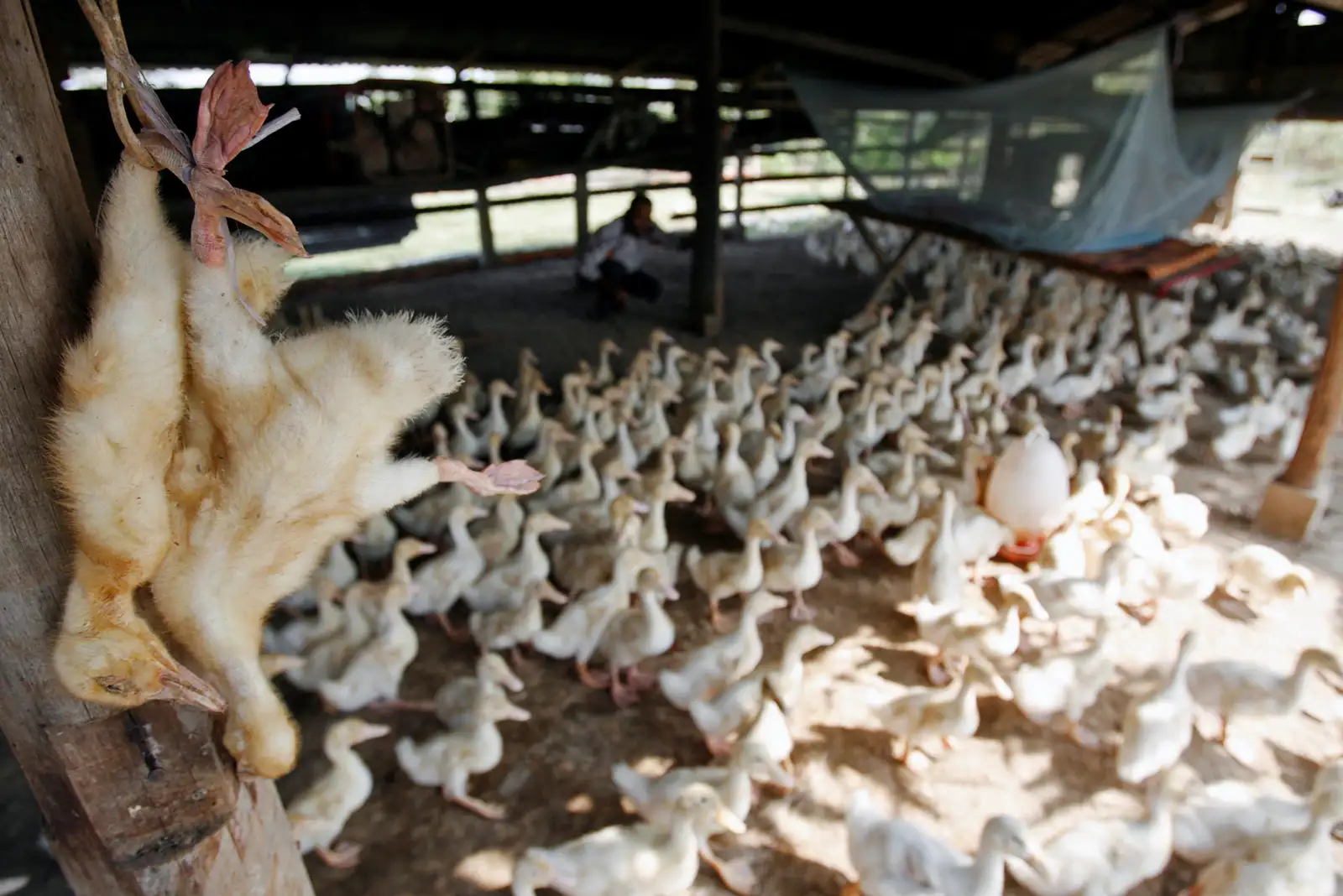 Ducks in a farm in Cambodia