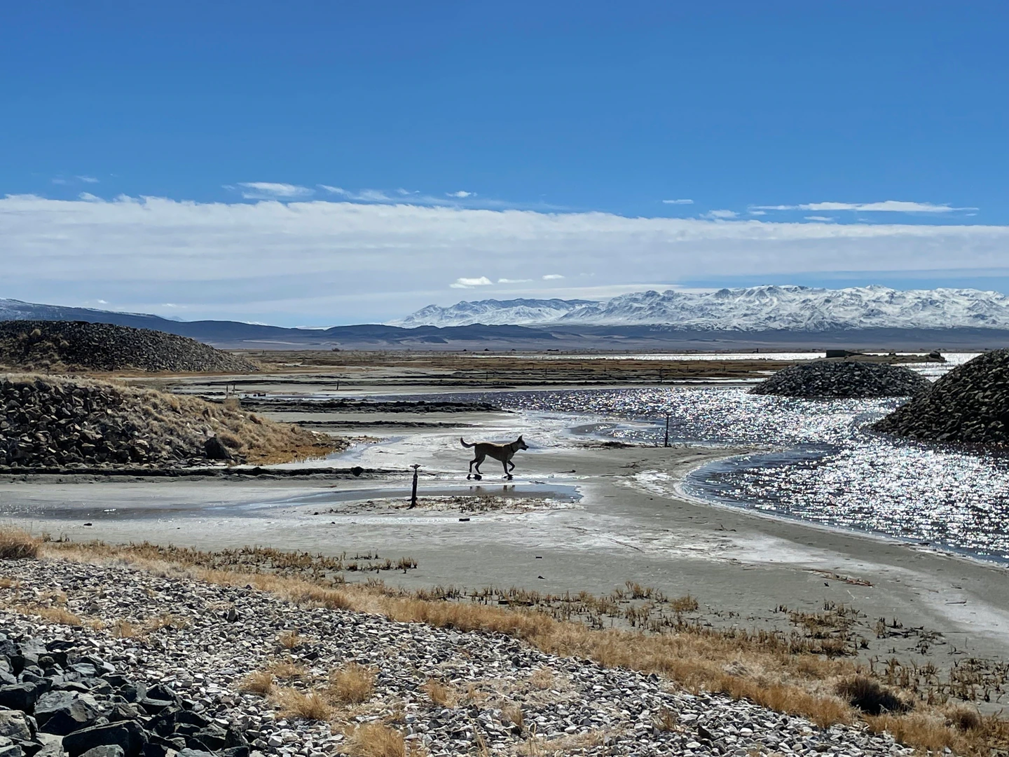 Bella the dog eyes up some waterfowl in a flooded portion of Owens Lake in California on February 28.
