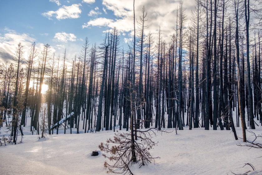 Storms at the end of 2021 dropped multiple feet of snow onto trees burned during the Caldor fire in Kirkwood, Calif.
(Francine Orr / Los Angeles Times)