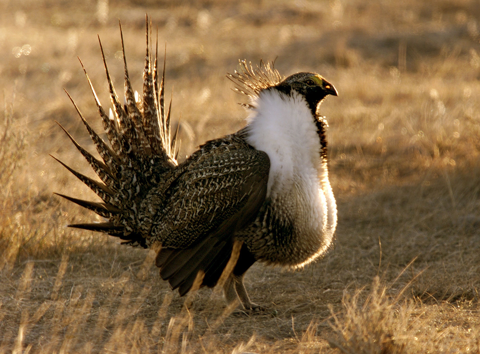 In the nineteenth century sage grouse were so numerous that they enabled hungry Europeans to expand across the American...