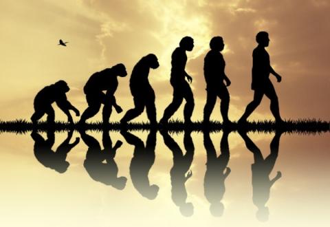 humans evolving