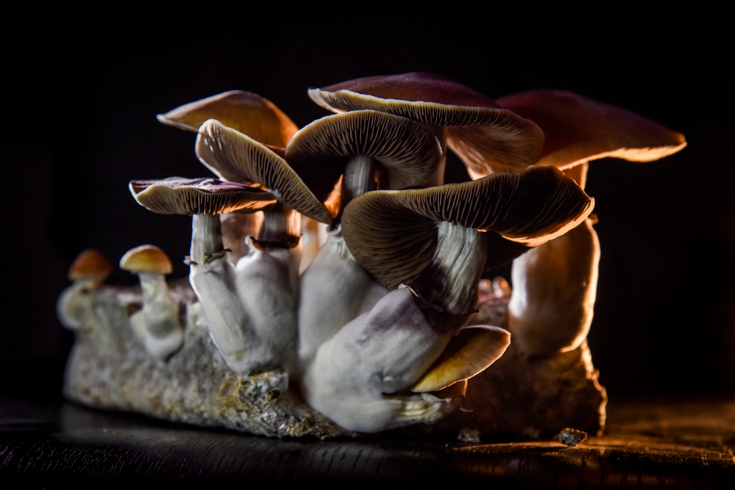 A cluster of mushrooms are displayed while being dramatically backlit in a dim room