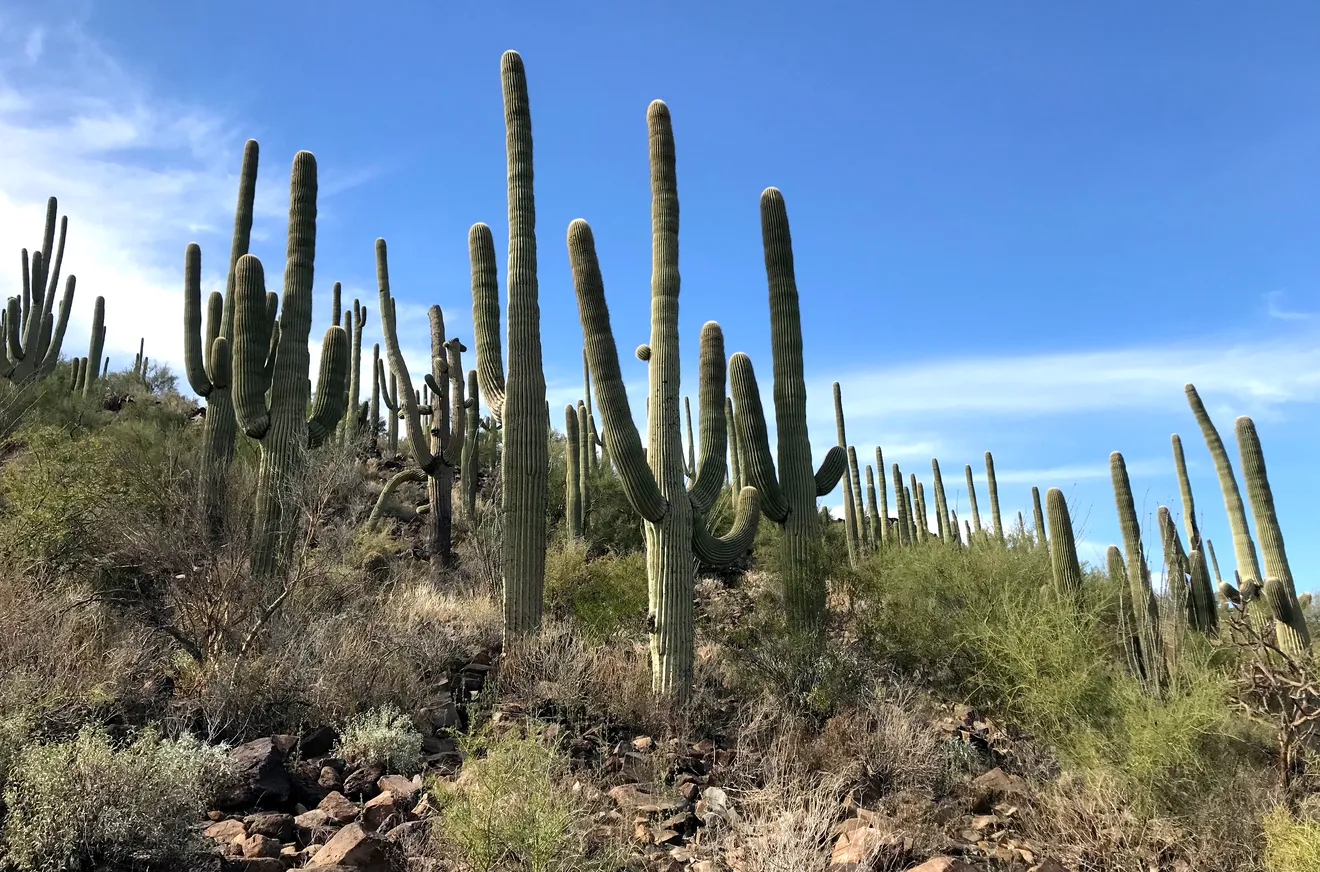 Saguaros grow on Tumamoc Hill in Tucson. These sentinels of the desert can only be found in the Sonoran Desert.