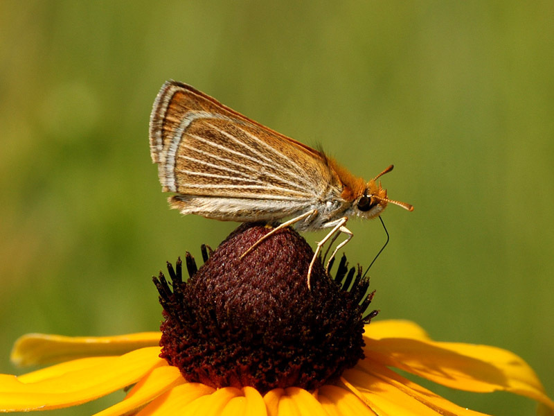 Photo by Michael Reese for [Wisconsin Butterflies.](https://wisconsinbutterflies.org/butterfly) Taken at [Puchyan Prairie State Natural Area,](https://dnr.wi.gov/topic/Lands/naturalareas/index.asp?SNA=172) Wisconsin. July 3, 2006