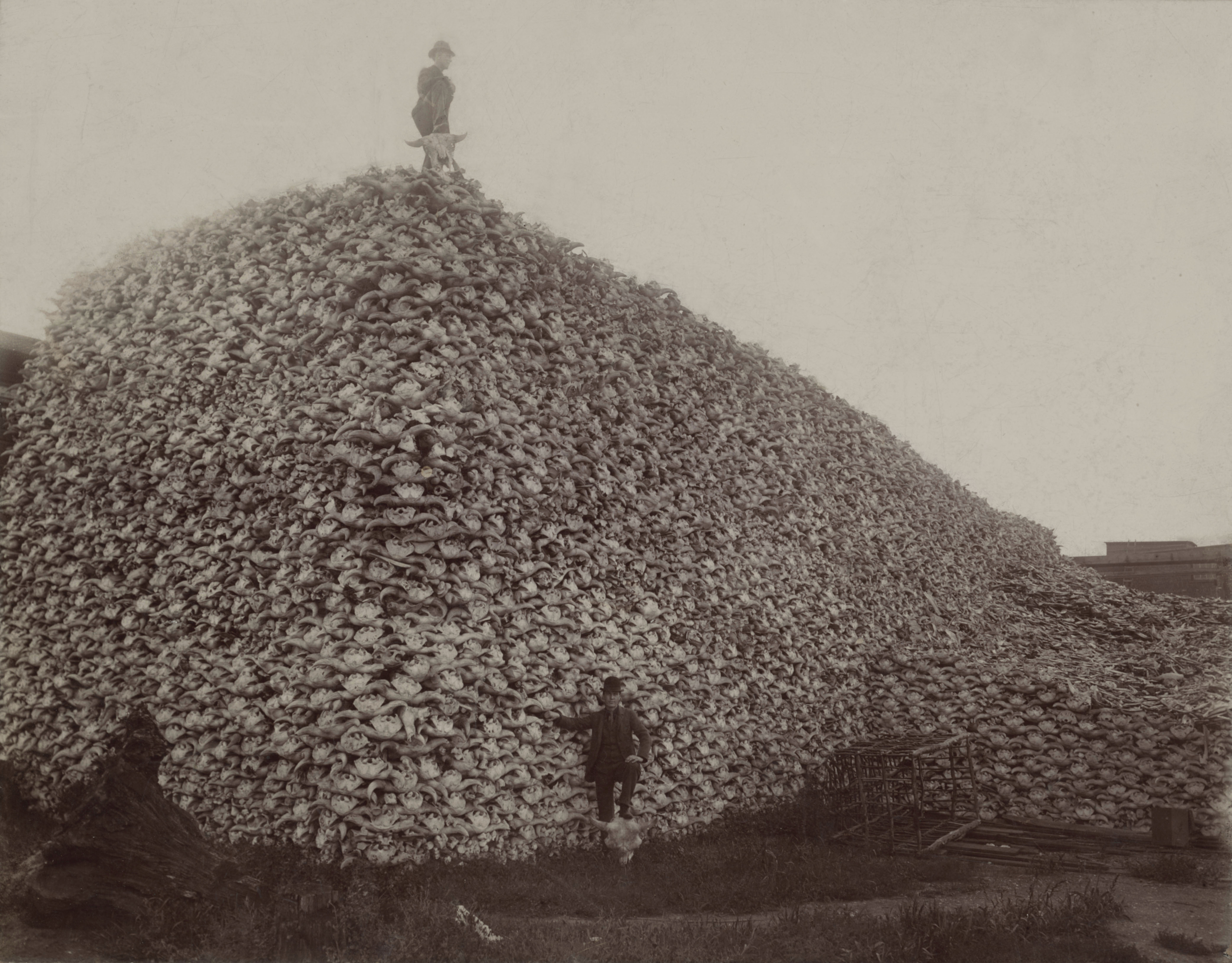 Bison skulls, in Detroit, MI, waiting to be ground up for fertilizer in 1892. Photo courtesy of Wikimedia Commons