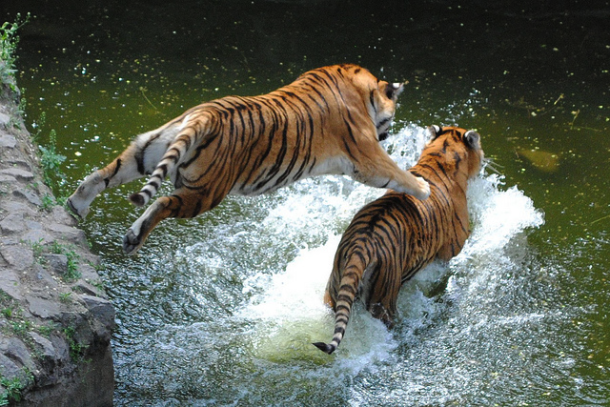 tigers attacking