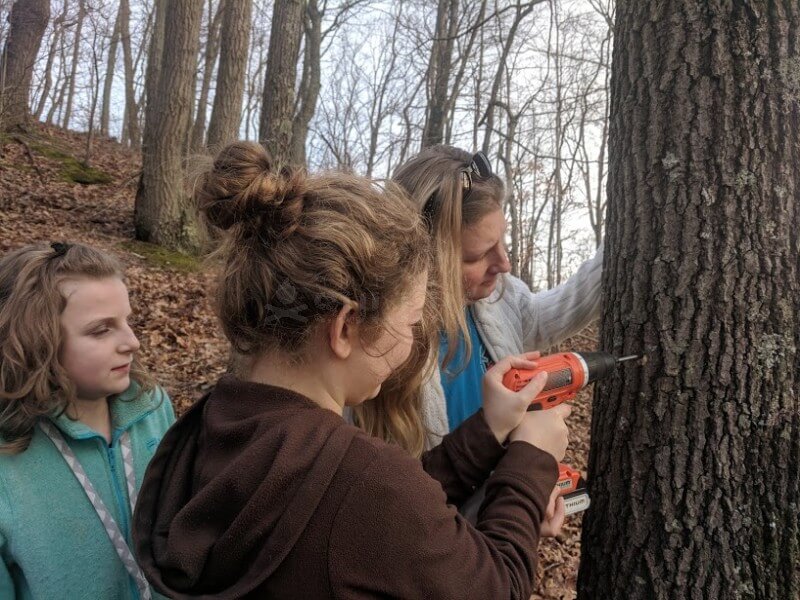 preppers tapping a maple tree together