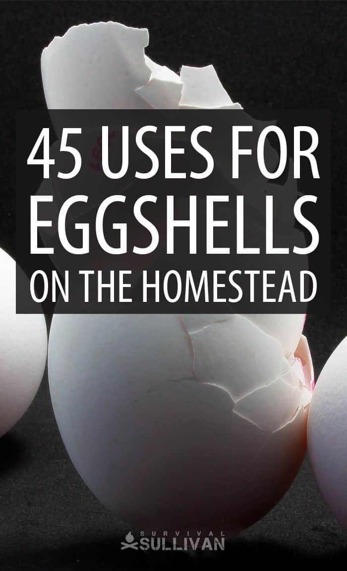 eggshell uses pinterest