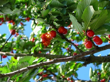 sweet cherry tree
