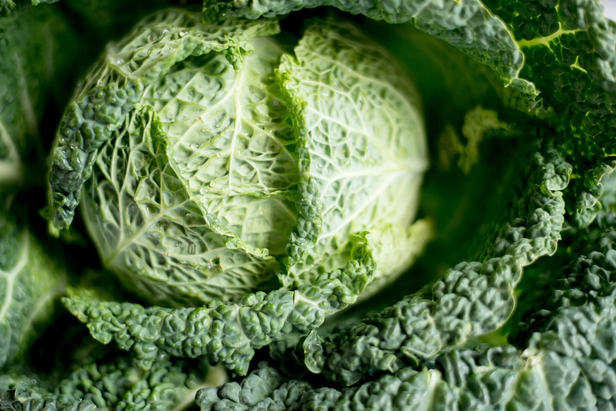 green cabbage simple sauerkraut recipe german food culture easy cooking with kids travel different food foods meal