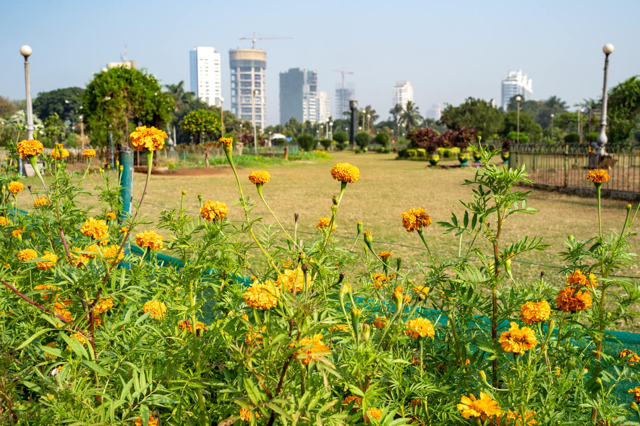hanging gardens of mumbai yellow flowers beauty india tourism buildings greenery marigolds