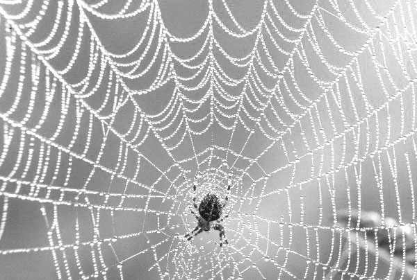 The Spider and the Fly