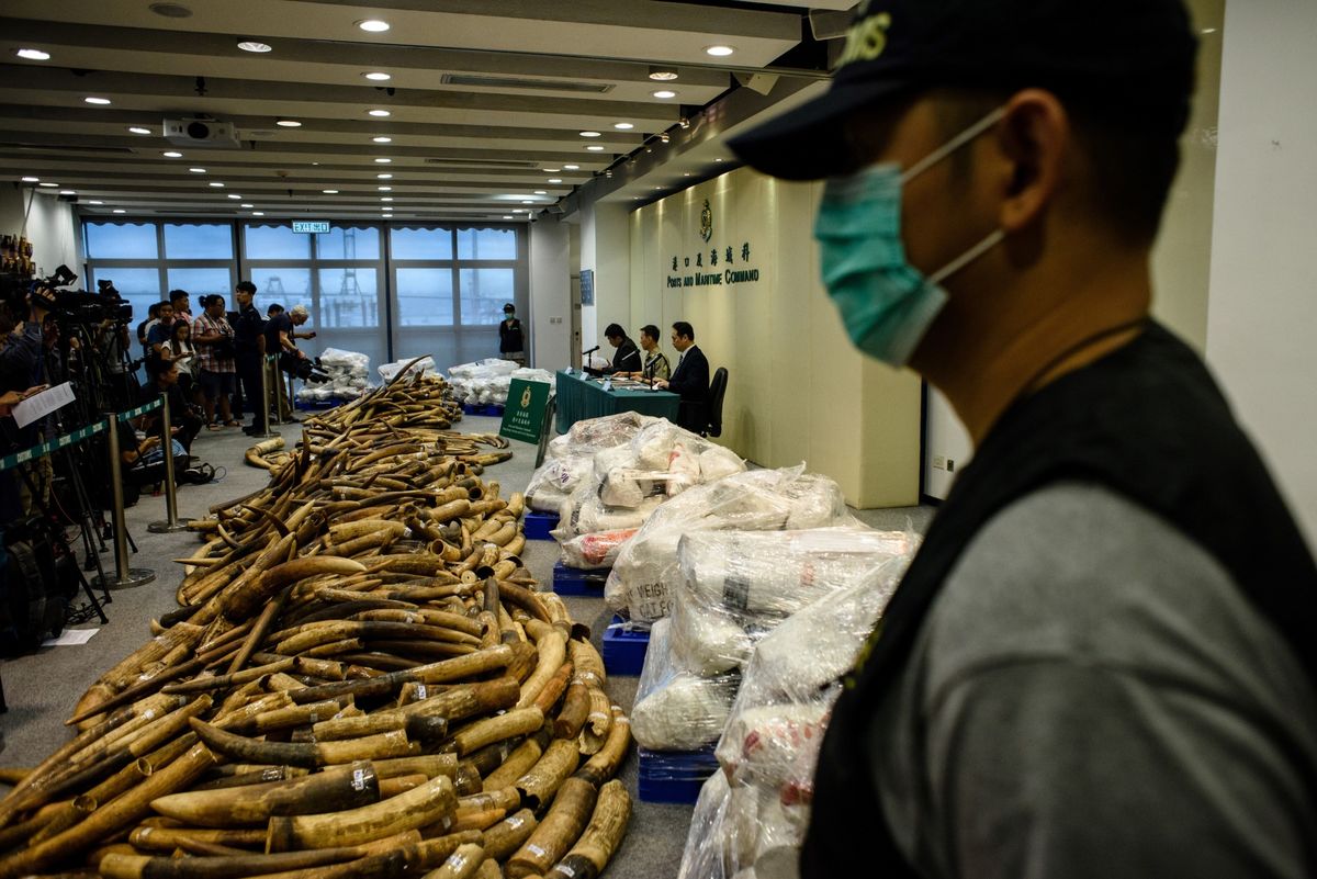 Ivory Trade Loopholes Close as Nations Race to Crush Poachers