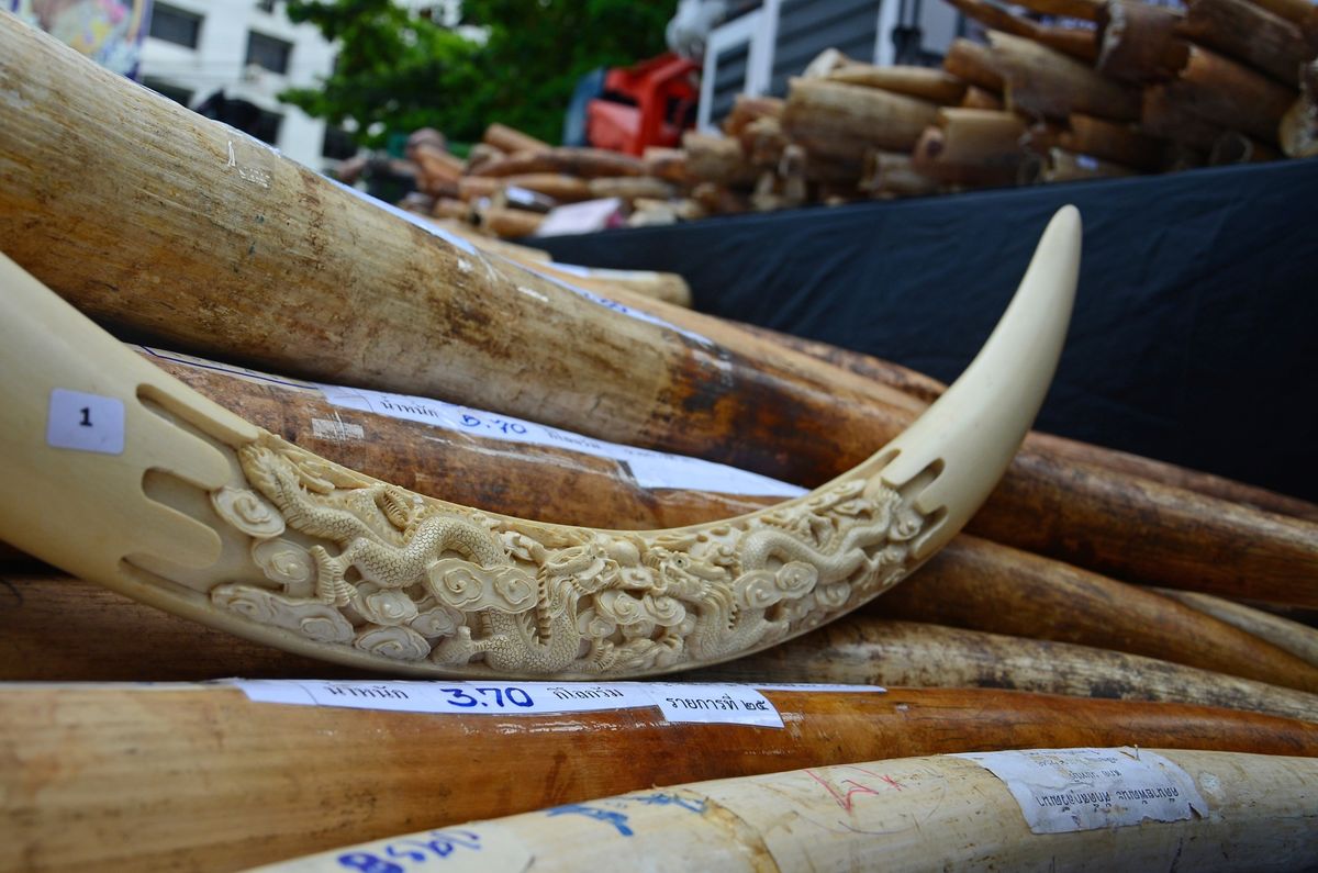 Ivory Trade Loopholes Close as Nations Race to Crush Poachers