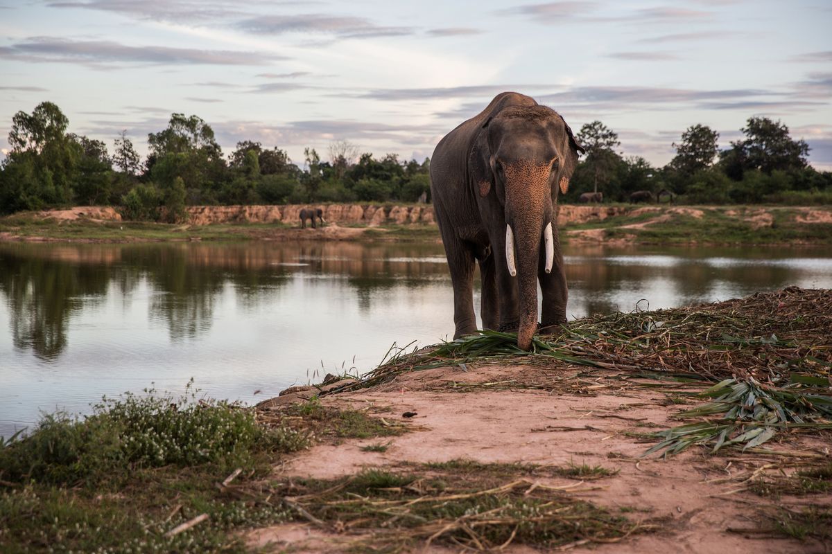Ivory Trade Loopholes Close as Nations Race to Crush Poachers