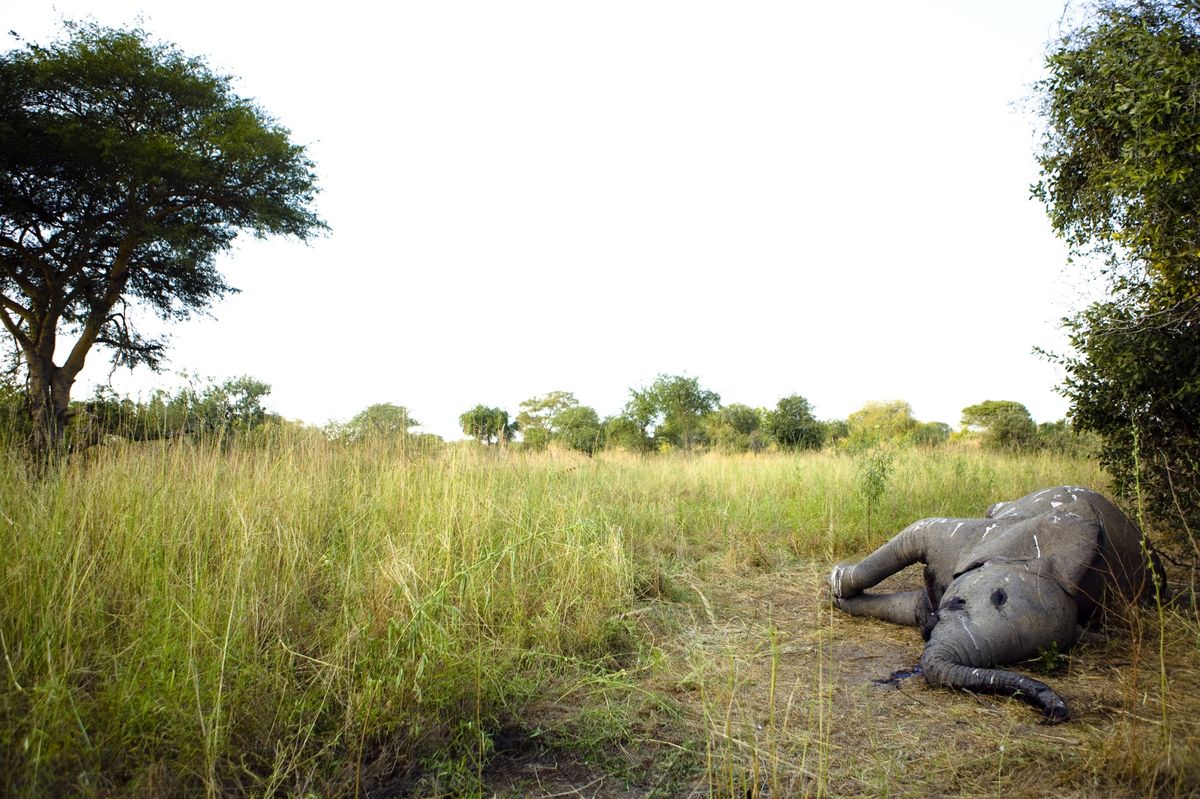 Ivory Trade Loopholes Close as Nations Race to Crush Poachers
