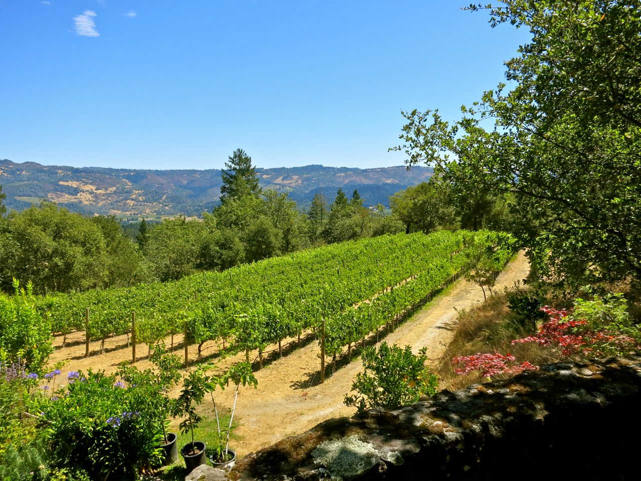 East facing block in the historic Stony Hill estate, first planted by the McCrea family in 1948, on the slopes of Napa Valley's Spring Mountain.