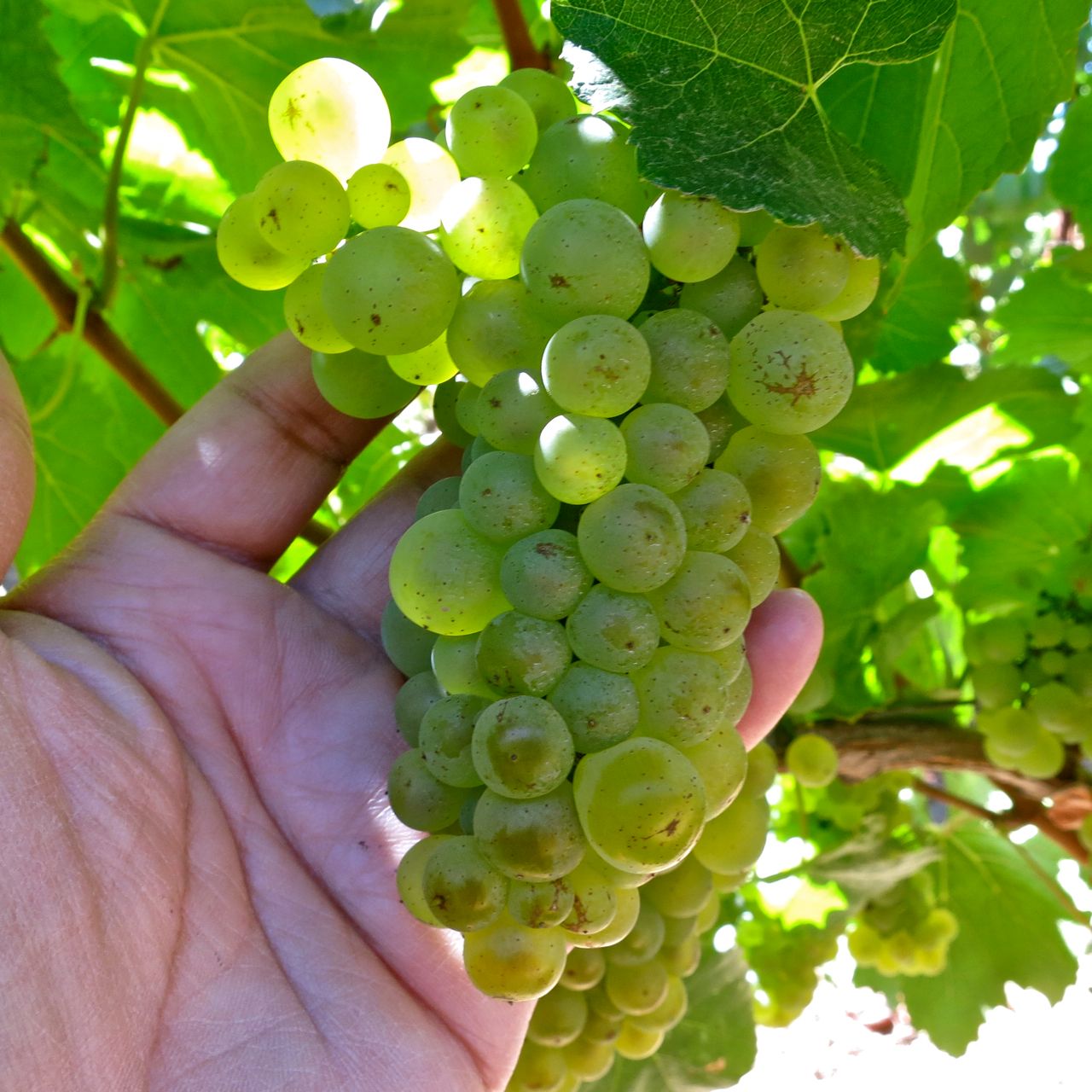 Typical small-cluster Old Wente Chardonnay selection in Hyde Vineyards' "Livermore Block."