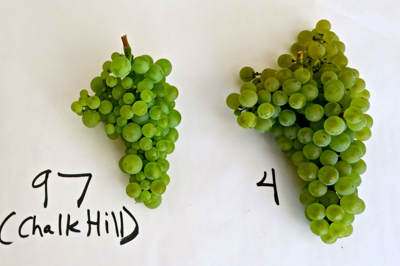 Comparison of cluster weight and morphology of Wente clones from field samples grown by Chalk Hill Vineyards: (on left) FPS 97 (a.k.a., Chalk Hill Clone) vs. (right) FPS 04.