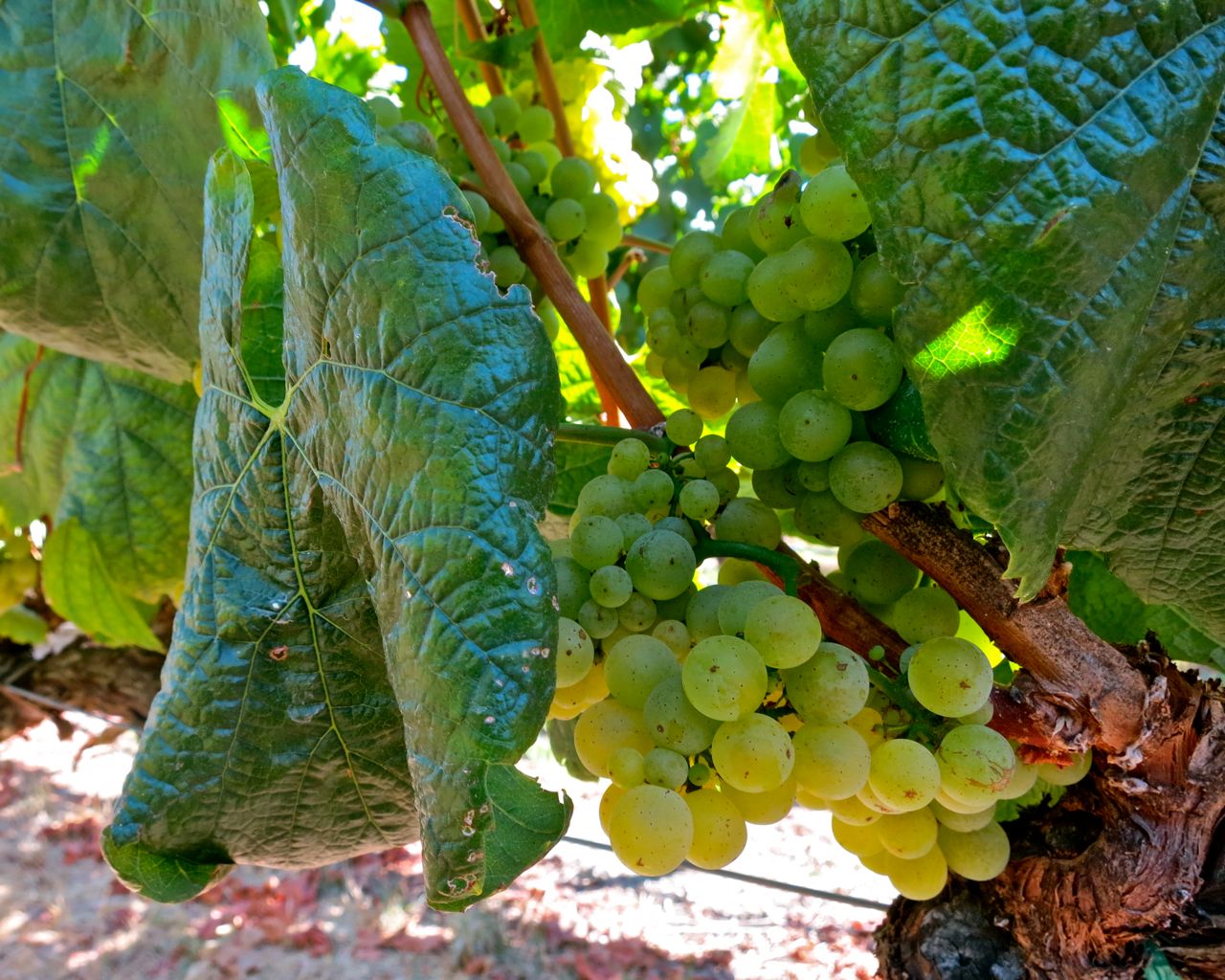 Old Wente Chardonnay showing visible signs of leafroll virus in leaves (typical of this non-clonal selection) in Wente Vineyards' Heritage Block, Livermore Valley.