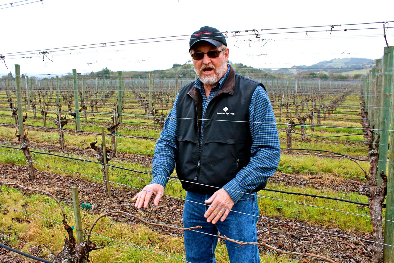 Jim Young in his family's Robert Young Vineyard, planted to their own Wente Clone 17 (a.k.a., "Robert Young"), a slightly smaller-cluster variant (compared to Clone 04 or 05) now favored throughout California.