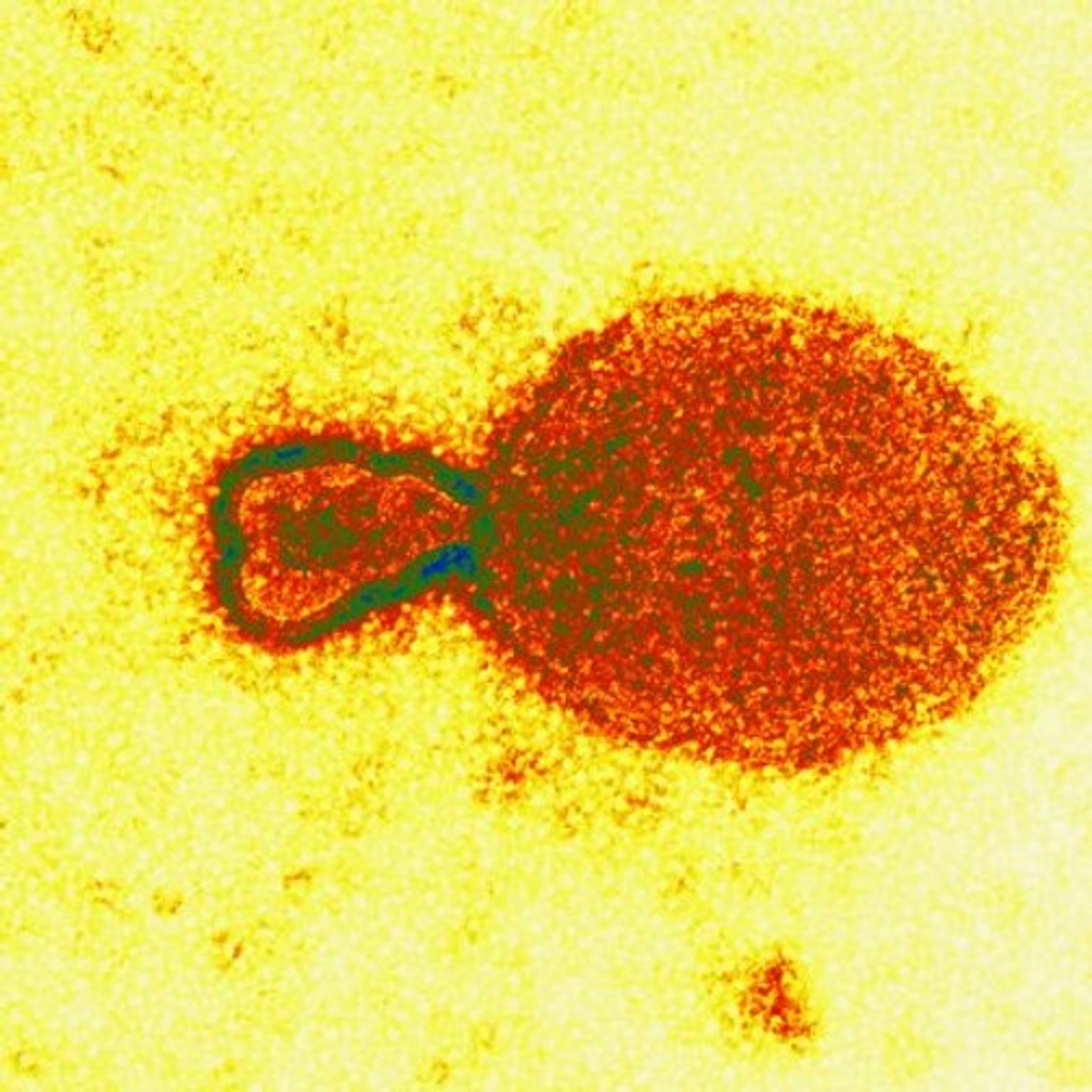 The mystery virus – isolated and identified