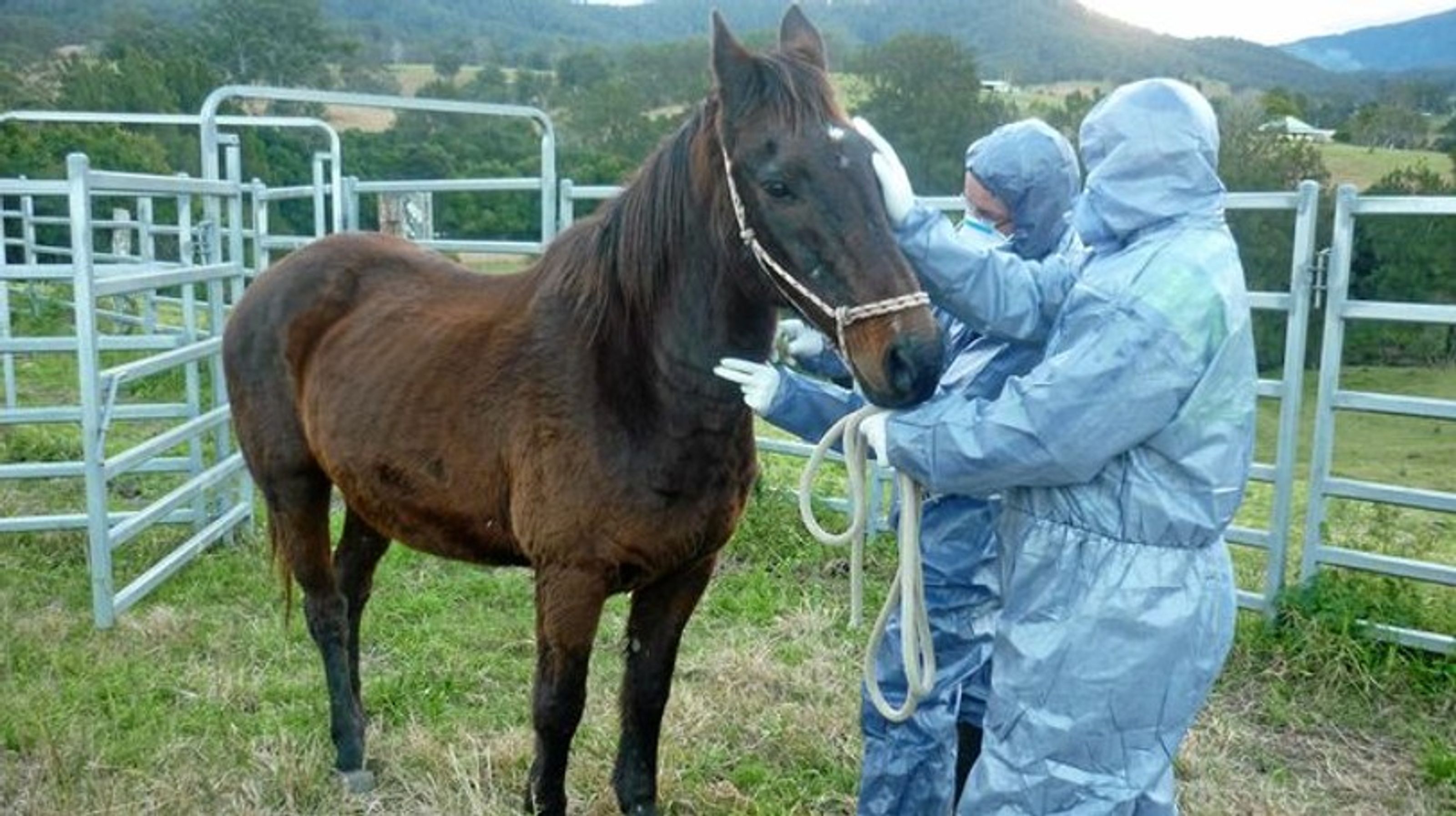 Australian animal biosecurity officers testing horses